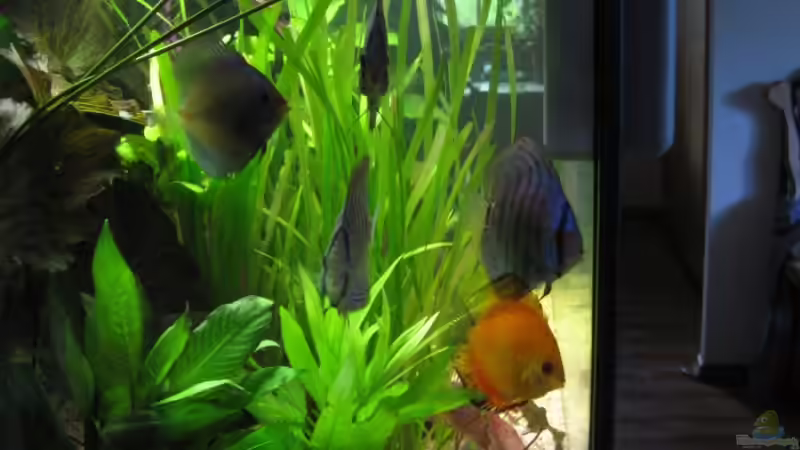 Seite links (heute) von Korbi (7)