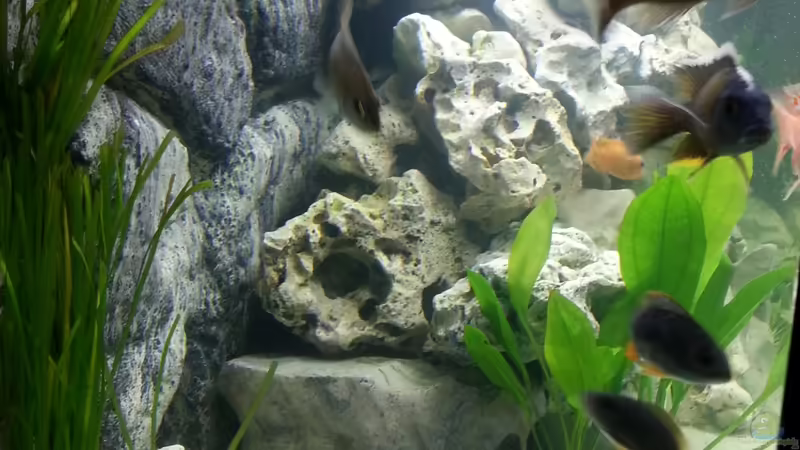 Seite Links von KaZe (9)