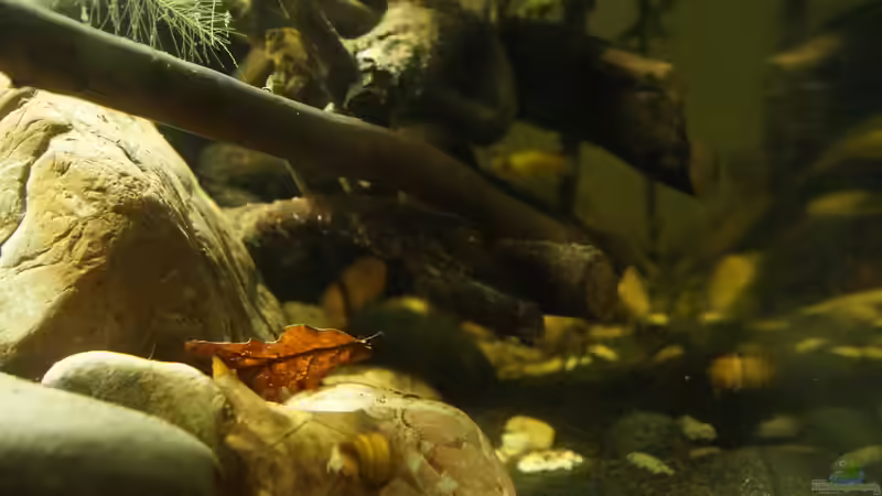 Seite Links von Rootsman (21)