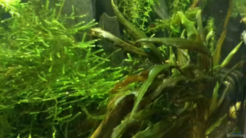 Seite links von Zarquon (5)