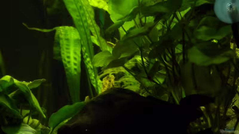 Seite mit Hydrocotyle leucocephala im Vordergrund von Herki (7)