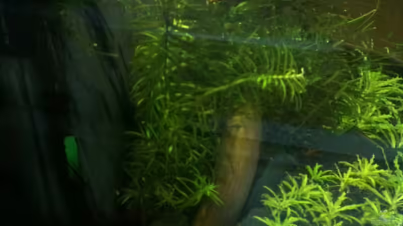 Seite rechts von Zarquon (4)