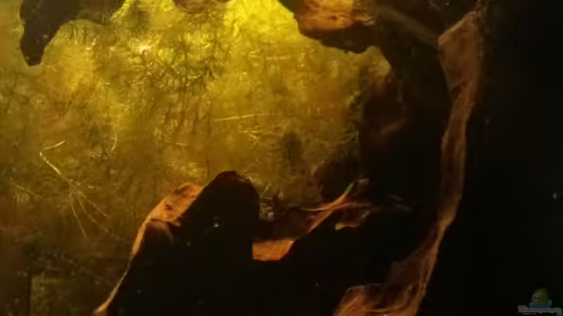 Seite von AquaTobi90 (25)