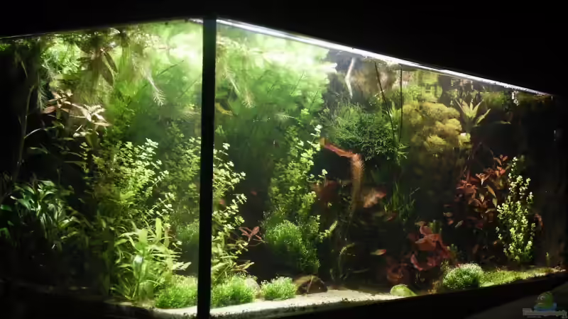 Seiten - und Frontscheibe 19.01.2009 von Dschinn (16)