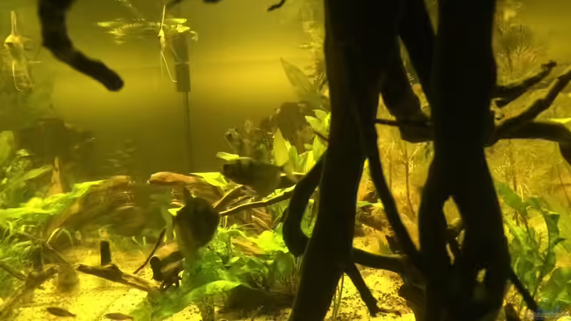 Seiten Anblick  von Ragner (28)