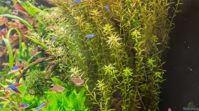 Seiten Ansicht  16.07.15 von Betta Chris (26)