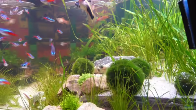 Seiten Ansicht  von Bohnellie (4)