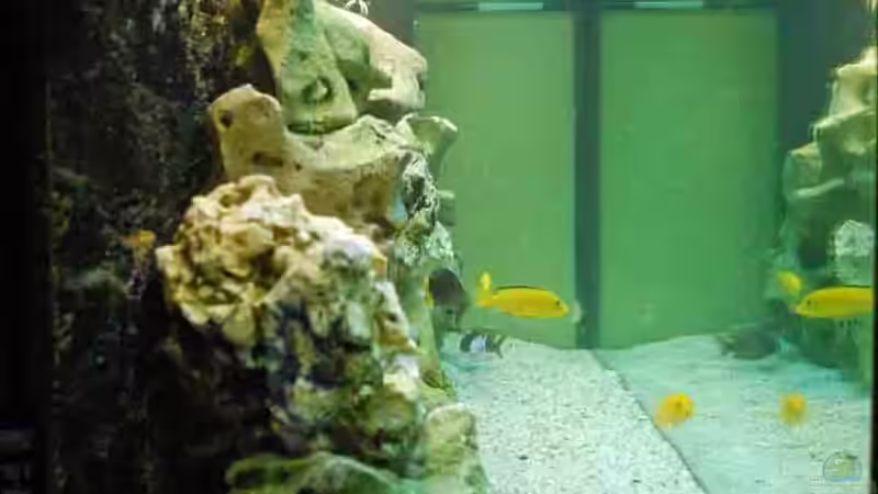 Seiten-Ansicht von Leslie (2)