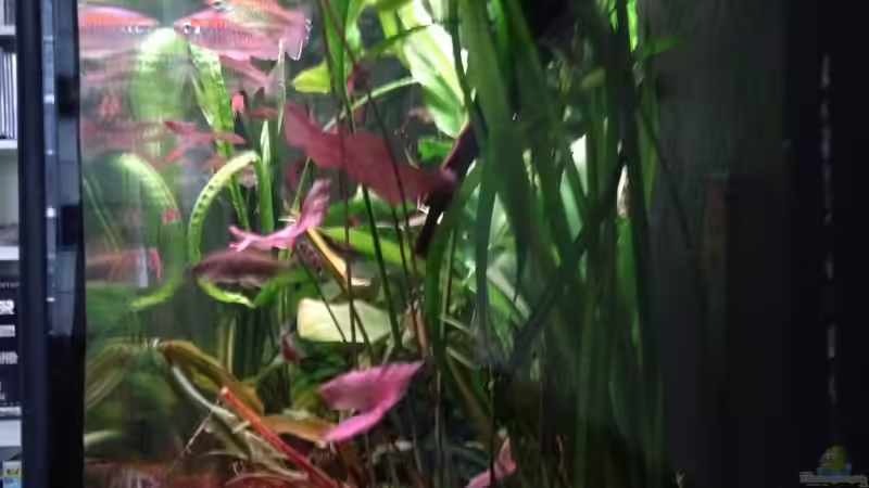 seiten ansicht von Pflanzennarr (12)