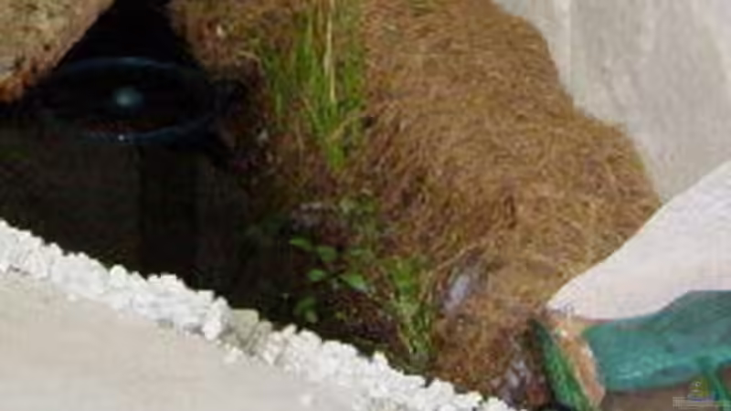 Seiten der Wanne mit Douglasie (8??? OBI) verdeckt und mit Teichmatten(m² ca. 14 von SeLo (12)