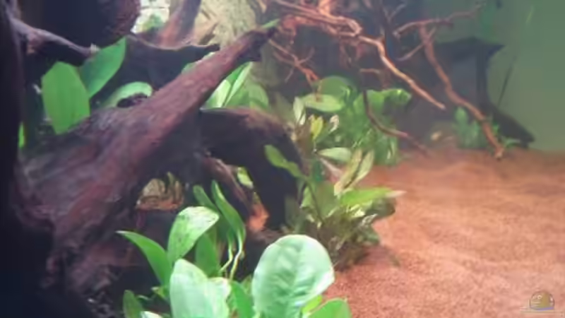 Seiten Einsicht von Blue2 (14)