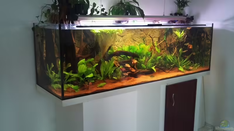 Seitenanblick von Blue2 (3)