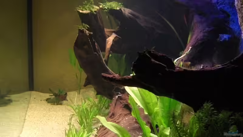 Seitenansicht..... von Matoba (17)