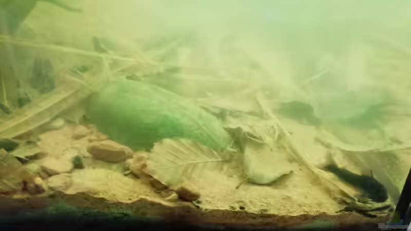 Seitenansicht - 25.08.20 von - Stephen - (3)