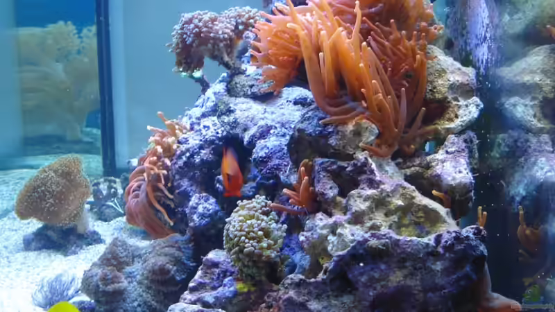 Seitenansicht - Bild vom August 2009 von .uschi (3)