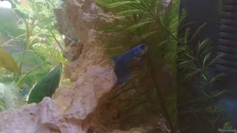 Seitenansicht - Filter mit dem Schaumstoff vorm Ausfluss von *~Betty~* (2)