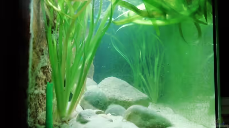 Seitenansicht - Layout ohne Wurzeln von - Stephen - (13)