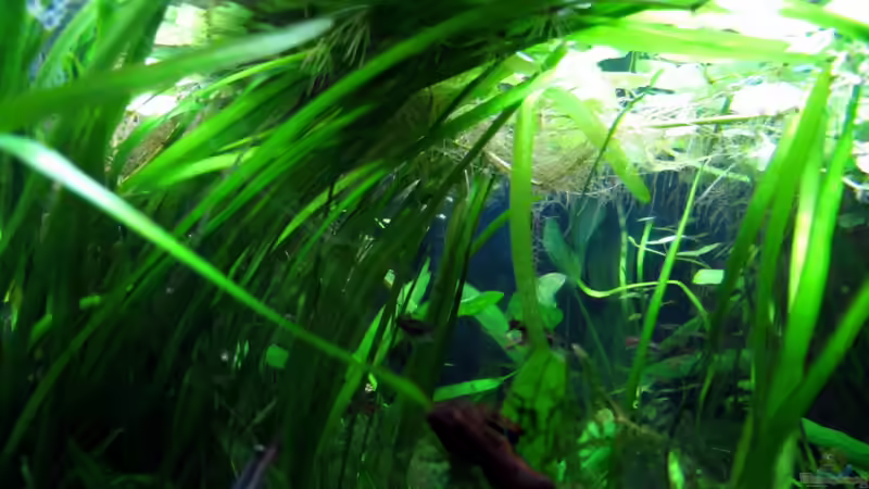 Seitenansicht - links  von Stefan Peter (4)