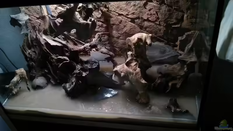 Seitenansicht , schön zu sehen , die vordere schwimmfläche und die einzelnen Reviere von AquaTobi90 (36)