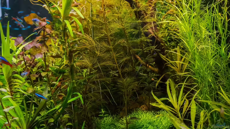 Seitenansicht  24.08.15 von Betta Chris (28)