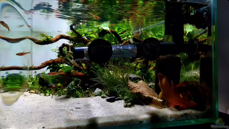 Seitenansicht. Filter und Boraras  von Romano E (11)