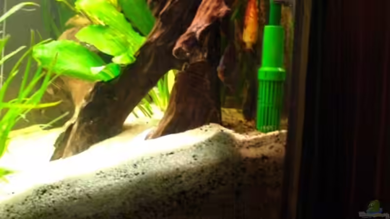 Seitenansicht, Filteransaug von Trockenschwimmer (2)