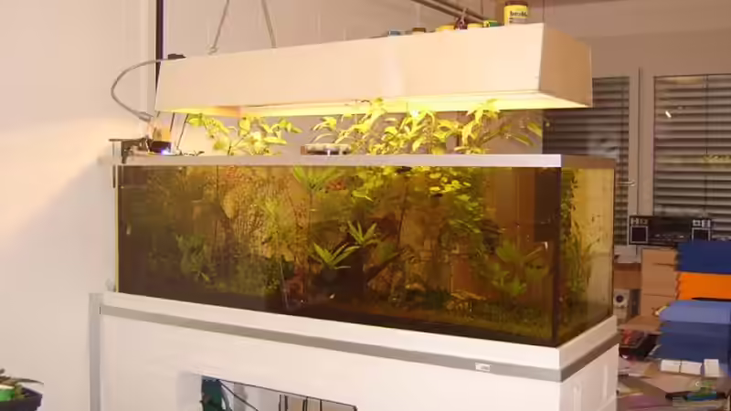 Seitenansicht  von AQ Daniel (2)