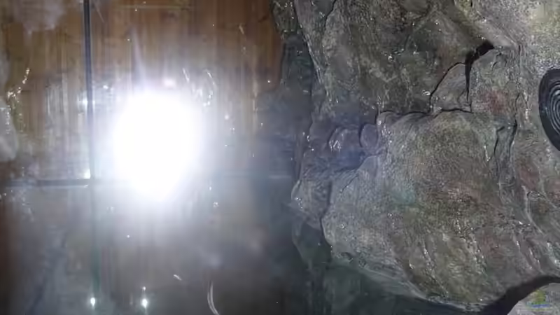 Seitenansicht  von DER YBBSTALER (15)