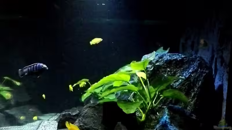 Seitenansicht  von Guido Studtrucker (15)