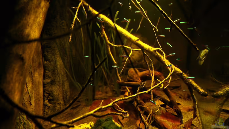 Seitenansicht. von marxbre (28)