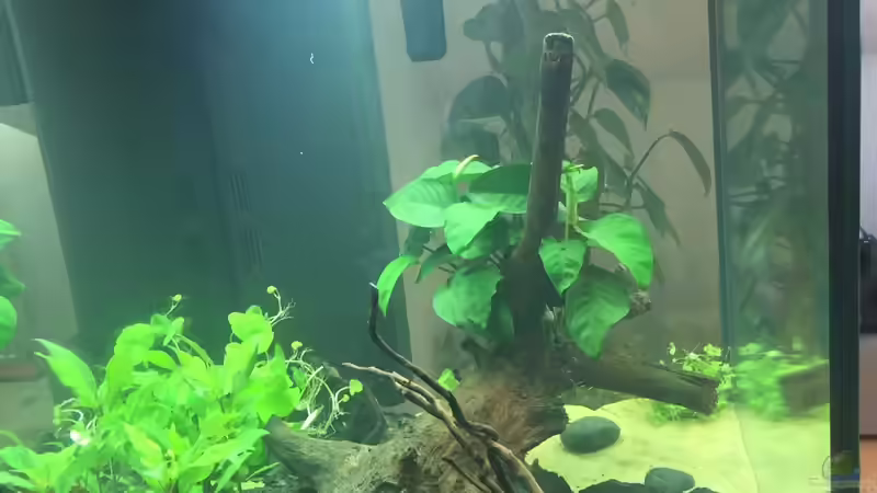 Seitenansicht  von moehriam (24)