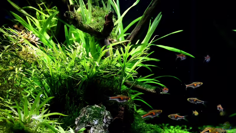 Seitenansicht 01-2014 von Dirk F. (3)