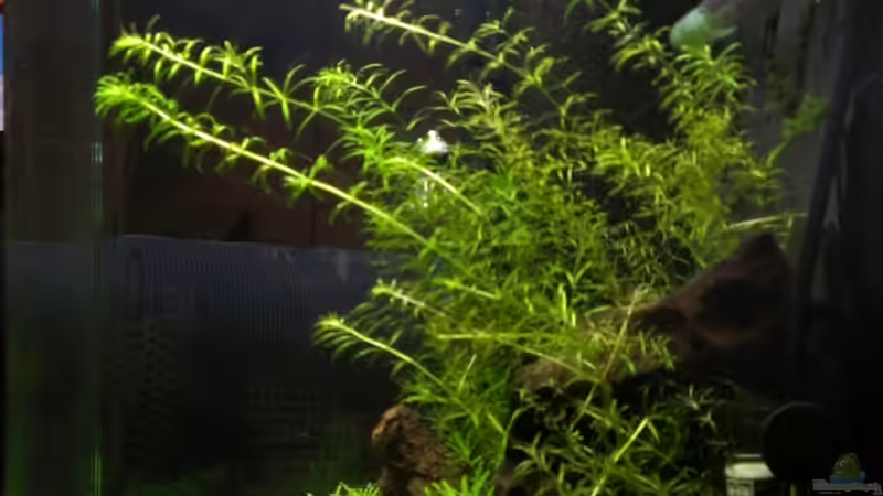 Seitenansicht 09.11.12 von M to the ilan (11)