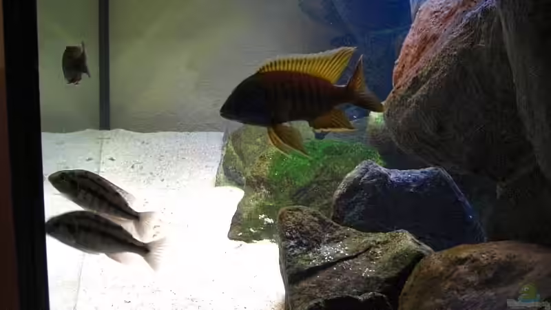 Seitenansicht 1 von Matoba (23)