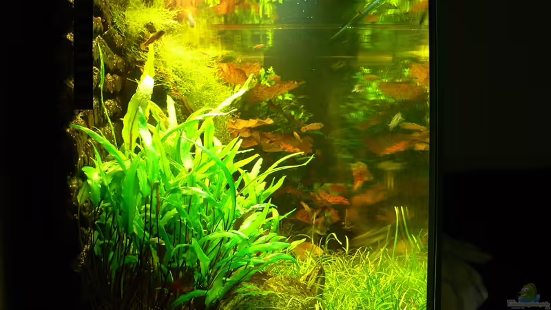 Seitenansicht 11.10.11 von derflo (3)