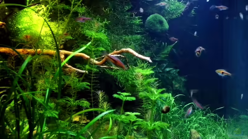 Seitenansicht 15.12.2012 von snooze (27)