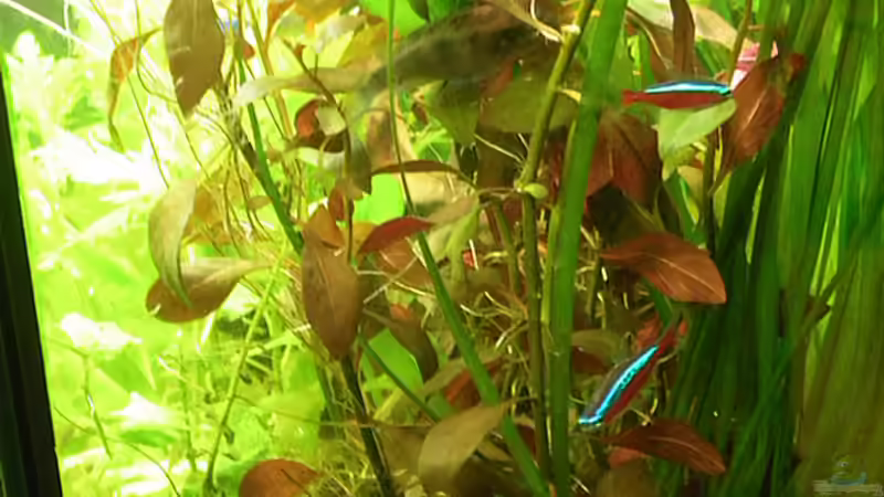 Seitenansicht 18.12.2011 von Bazzi (8)