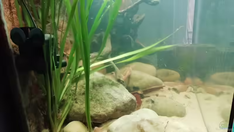 Seitenansicht 19.02.2019 von - Stephen - (18)