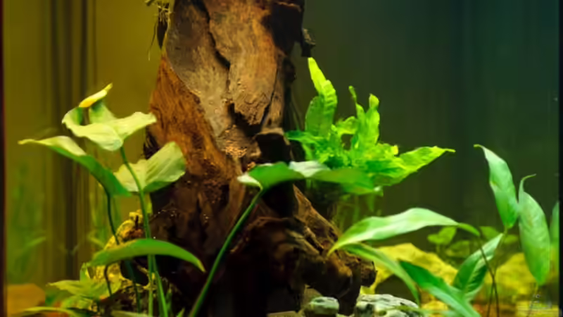 Seitenansicht 2011 von Daniel80 (7)