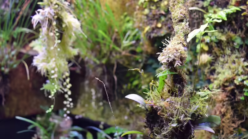 Seitenansicht 21.01.2018 von Junglist (3)