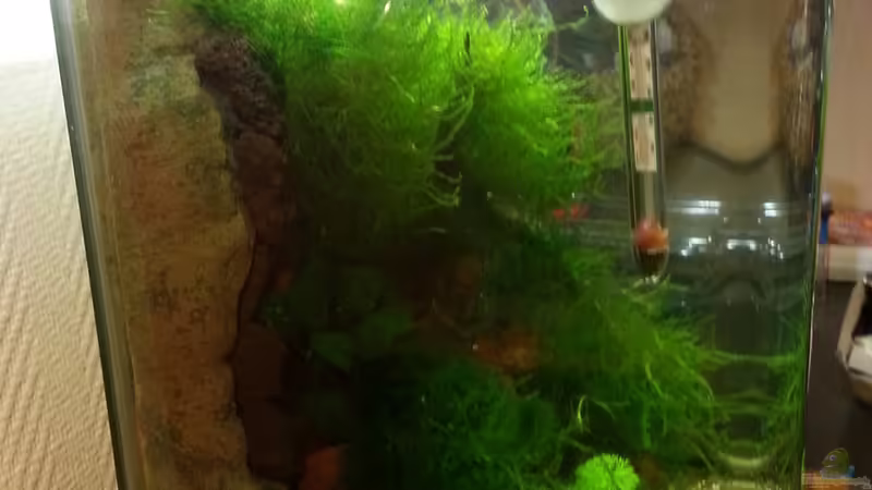 Seitenansicht 26.04.2014 von Zomic (10)