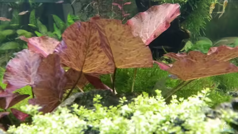 Seitenansicht 40cm breite von Ichigo (13)