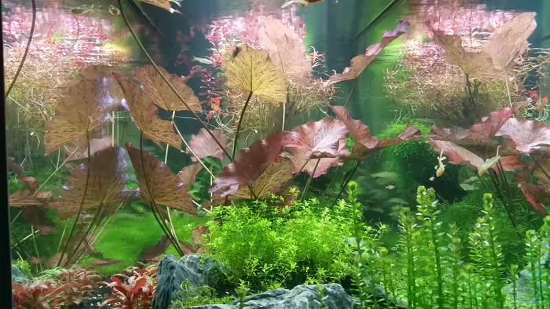 Seitenansicht 40cm breite von Ichigo (14)