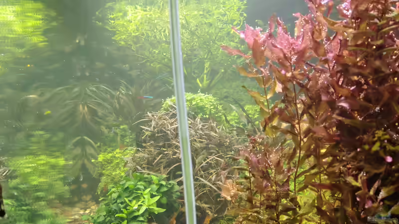 Seitenansicht am 21.12.2025 von C-NA (28)