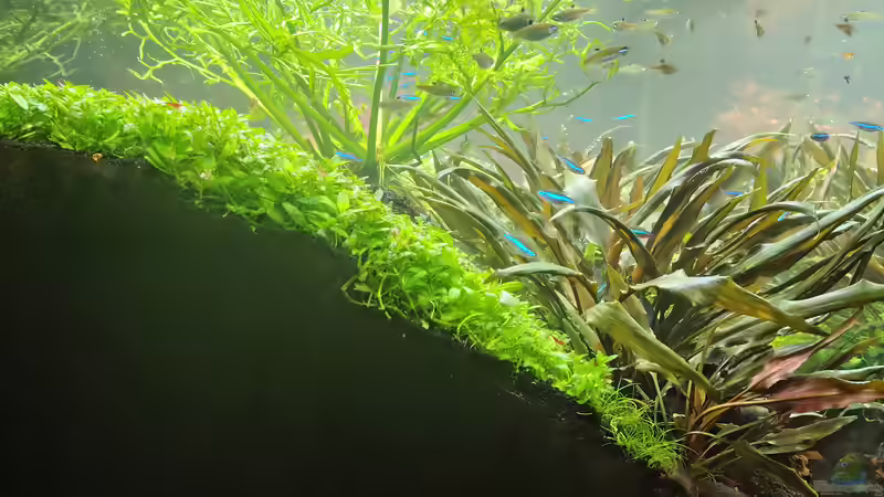 Staurogyne repens im Aquarium (Einrichtungsbeispiele mit Kriechende Staurogyne)