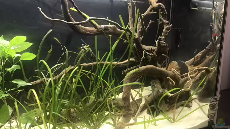 Seitenansicht Aufenthaltsaquarium von Raven887 (5)