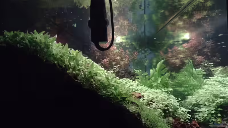 Seitenansicht bei Sonnenaufgang v. 11.02.2024 von C-NA (16)