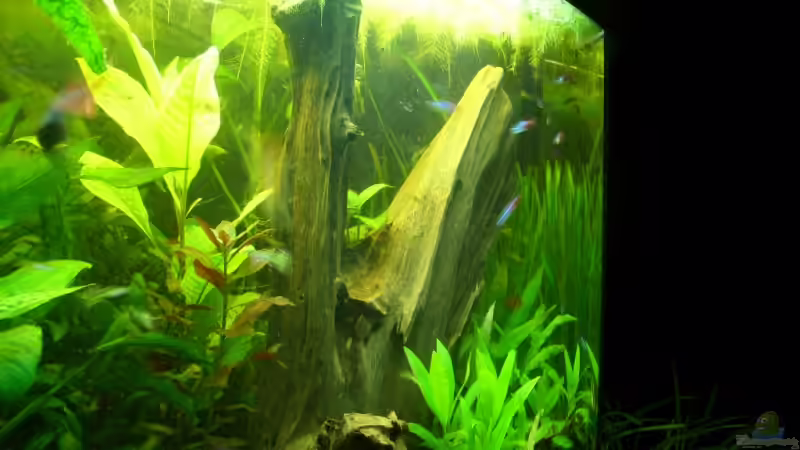 Seitenansicht der Wurzel von Bazzi (41)