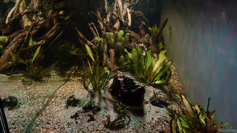 Seitenansicht des Aquariums nach 10 Monaten Laufzeit von Philip (9)