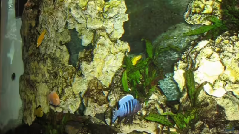 Seitenansicht Front von malawigome (13)